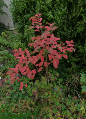 2016-10-17 Stewartia rostrata.jpg