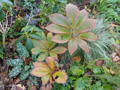 2017-11-04 Rodgersia 'Gilgamesch'.jpg
