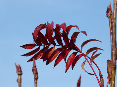 2017-11-04 Gartenimpressionen 2.jpg