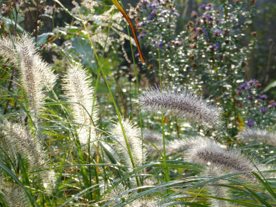 2017-11-04 Gartenimpressionen 4.jpg