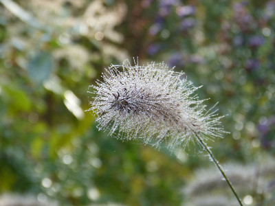 2017-11-04 Gartenimpressionen 5.jpg