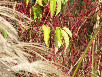 2017-11-04 Gartenimpressionen 7.jpg