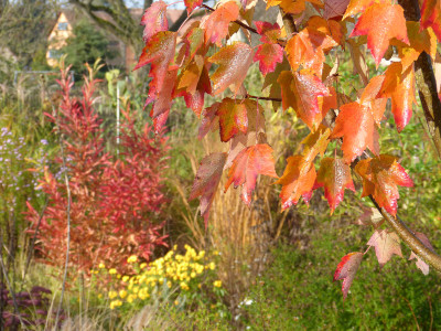 2017-11-04 Gartenimpressionen 8.jpg