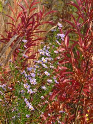 2017-11-04 Gartenimpressionen 10.jpg