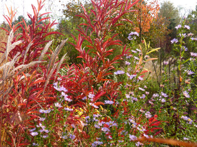 2017-11-04 Gartenimpressionen 13.jpg