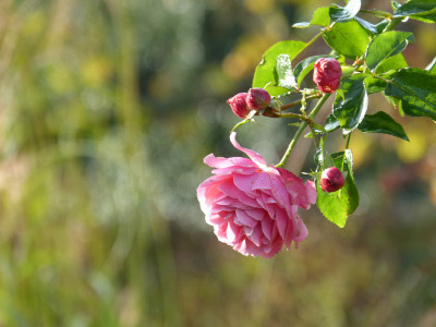 2017-11-04 Rosen 'Angela'.jpg