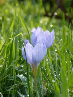 2017-11-04 Crocus speciosus.jpg