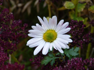 2017-11-05 Chrysanthemum.jpg