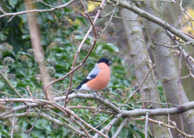2017-11-05 Gartenvögel Gimpel.jpg