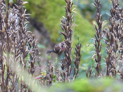 2017-11-05 Gartenvögel Birkenzeisig.jpg