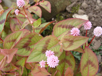Persicaria capitata.jpg