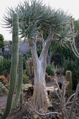 La_Palma65.jpg