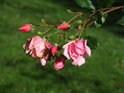 06.11.2017 12-20-48_3261.jpg