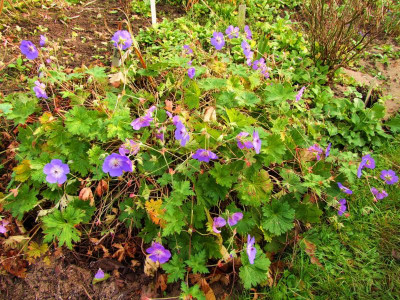 Geranium.jpg