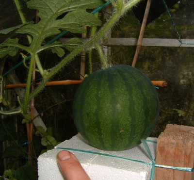 wassermelone150704.jpg