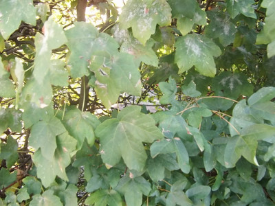 bilder1112 492.jpg