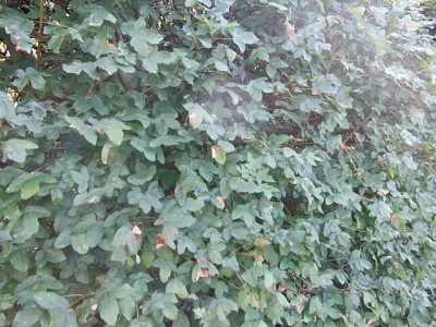 bilder1112 493.jpg