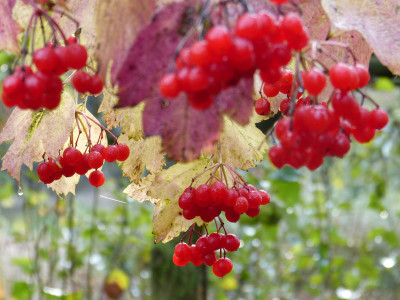 2017-11-04 Viburnum opulus.jpg