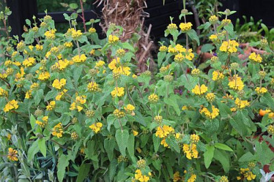 Phlomis logifolia.jpg