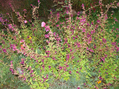 Cuphea viscosissima7.jpg