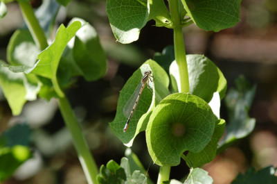 Muschelblume-1.jpg