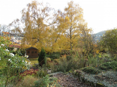 Betula 2017110_01.JPG