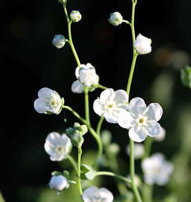 Omphalodes linifolia 2.jpg