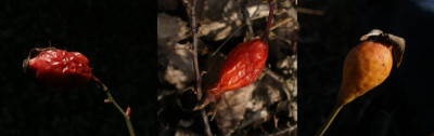 rosa_canina-swez._macorcarpa-Kathleen.jpg