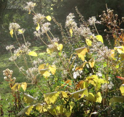 Clematis Cassandra 061117.jpg