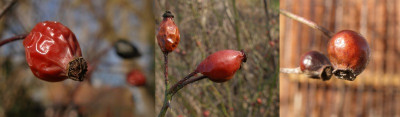 rosa_glauca.rubiginosa-multiflorarambler.jpg