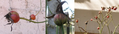 rosa_ms_delbard-friesensonne-veilchenblau.jpg