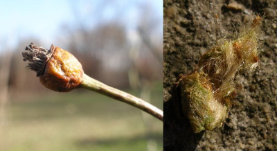 rosa_raubritter_fruechte_2007-02-14.jpg