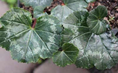 Cyclamen rohlfsianum-Blatt.jpg