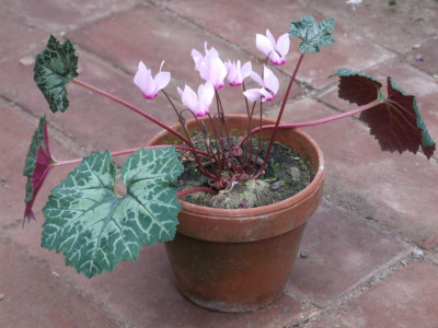 DSCF2544.JPG