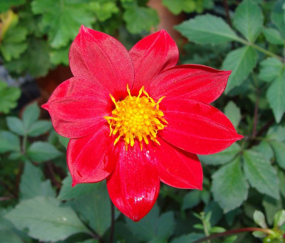 Dahlia coccinea.jpg