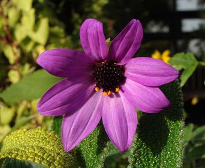 Dahlia australis.jpg