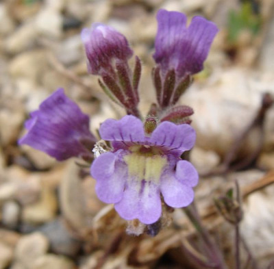 Chaenorrhinum oreganifolium2.jpg