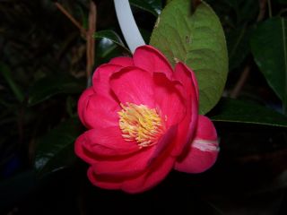 100_0486_Camellia_hybr._Paradise_Illumination_PP.jpg