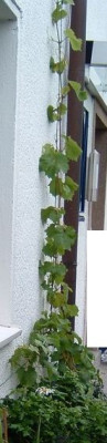 wein170704_gesamt.jpg