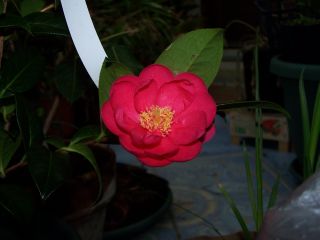 100_0487_Camellia_hybr._Paradise_Illumination_2_PP.jpg