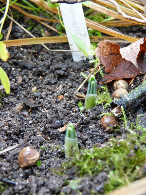 2017-11-08 Galanthus 'Mrs Macnamara'.jpg