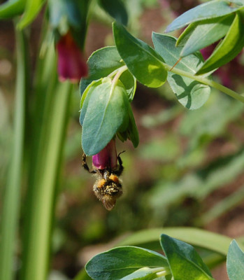 Bienen-Cerinthe.jpg