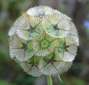 Kugelscabiose.jpg