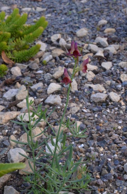 Wisley.17-83.Linaria.jpg