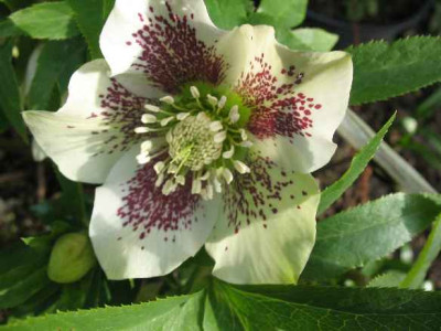 14.2.07._Helleborus_punk._004.JPG