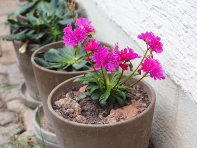 Lewisia Fuchsia PB100152.JPG