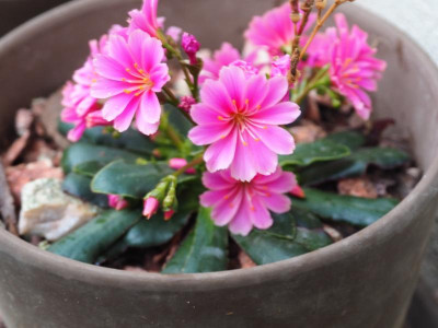 Lewisia rosa PB100153.JPG
