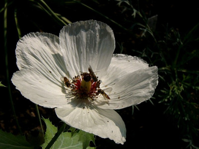 Argemone_platyceras.jpg