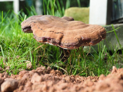 Glänzender Lackporling Ganoderma lucidum P9230096.JPG
