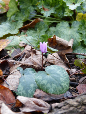 2017-11-11 Cyclamen purpurascens.jpg